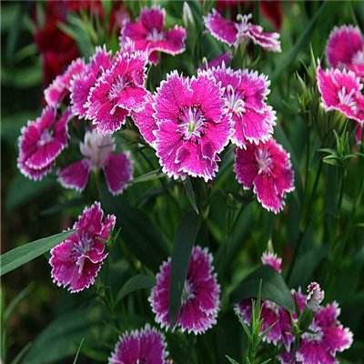 管家婆期期四肖四码中特管家